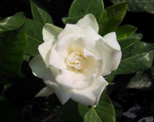 Gardenia_Essential_Oil