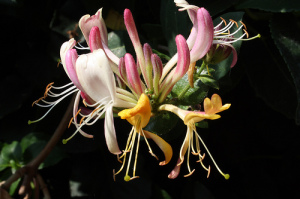 honeysuckle-Essential-Oil