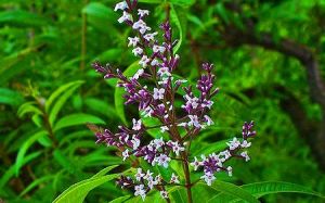 Lemon_Verbena_Flowers