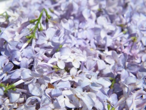 Lilac_Blossoms_Essential_Oil